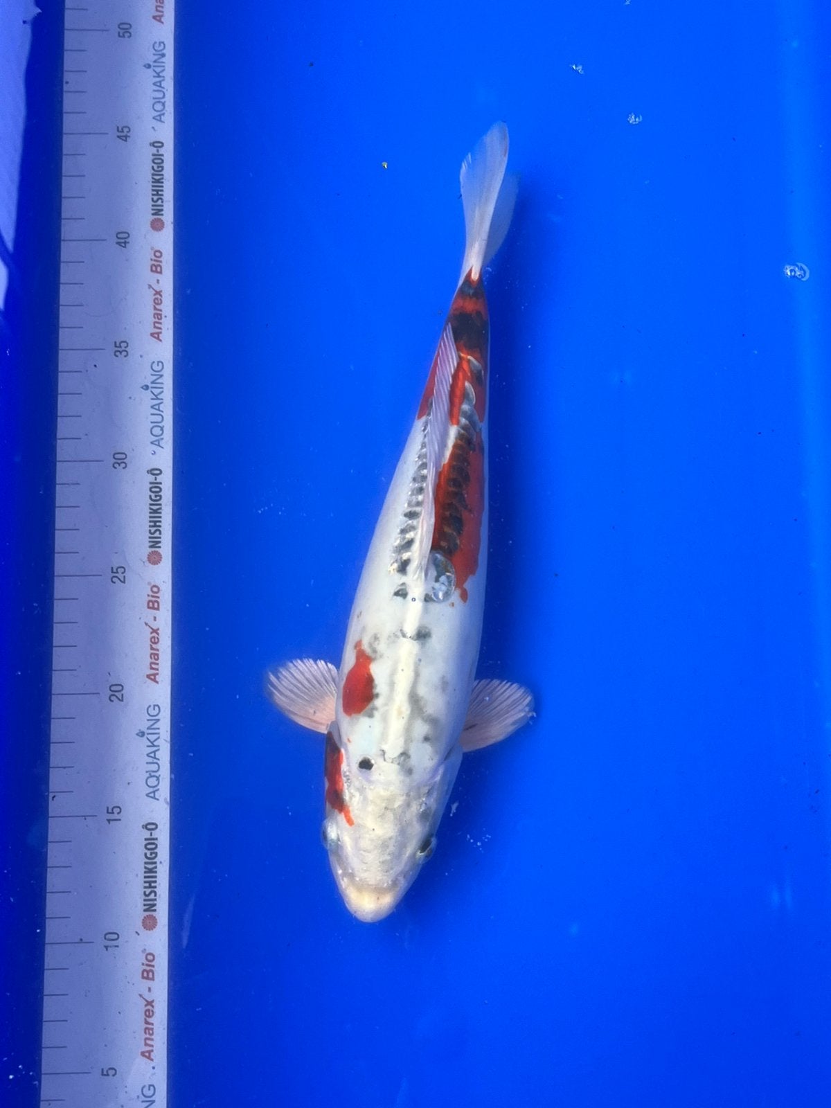 Doitsu Kujaku, Karper of Koi