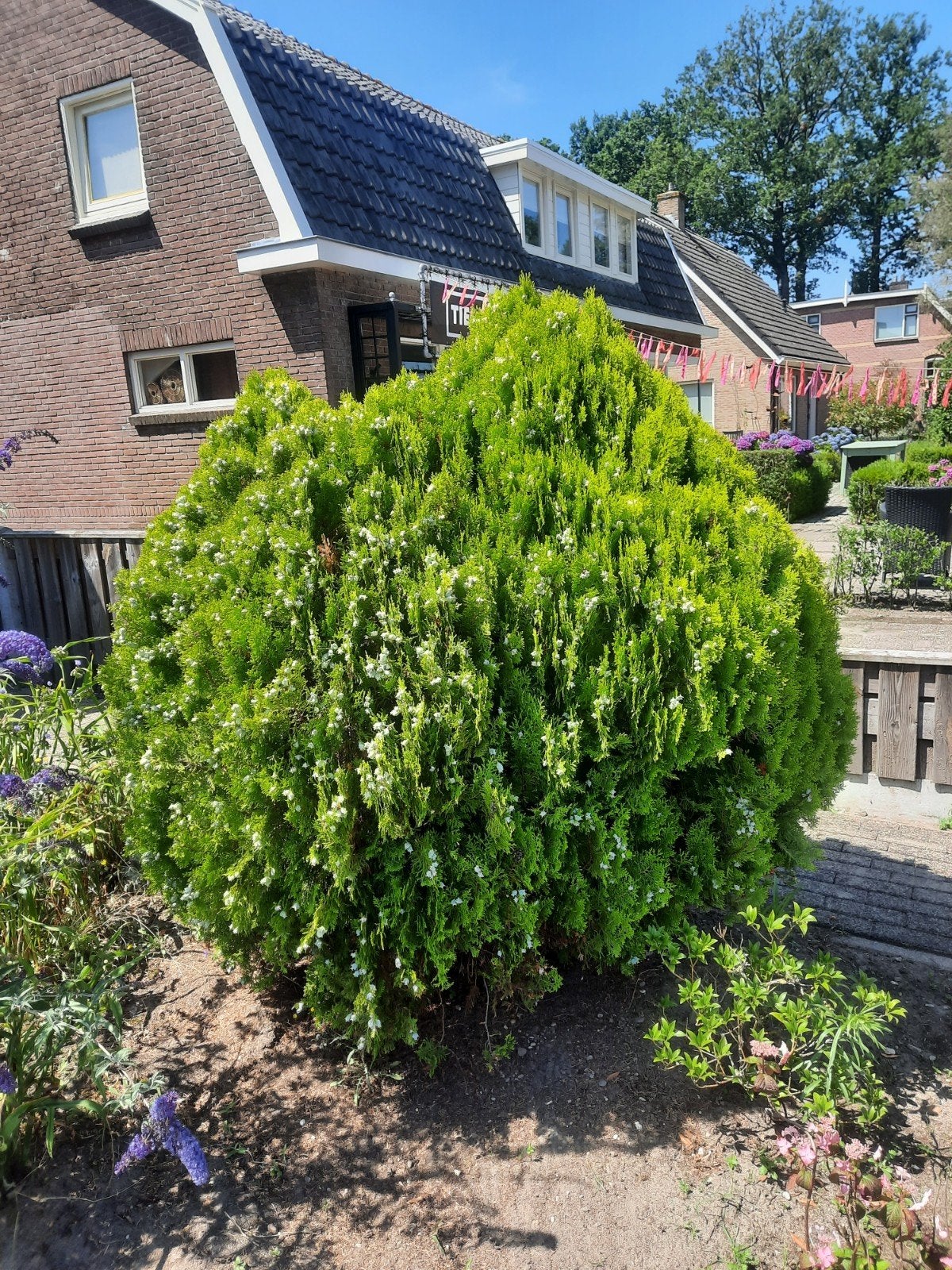 Gratis Oosterse Levensboom, Tuin en Terras, Ophalen, Overige soorten, 100 tot 250 cm