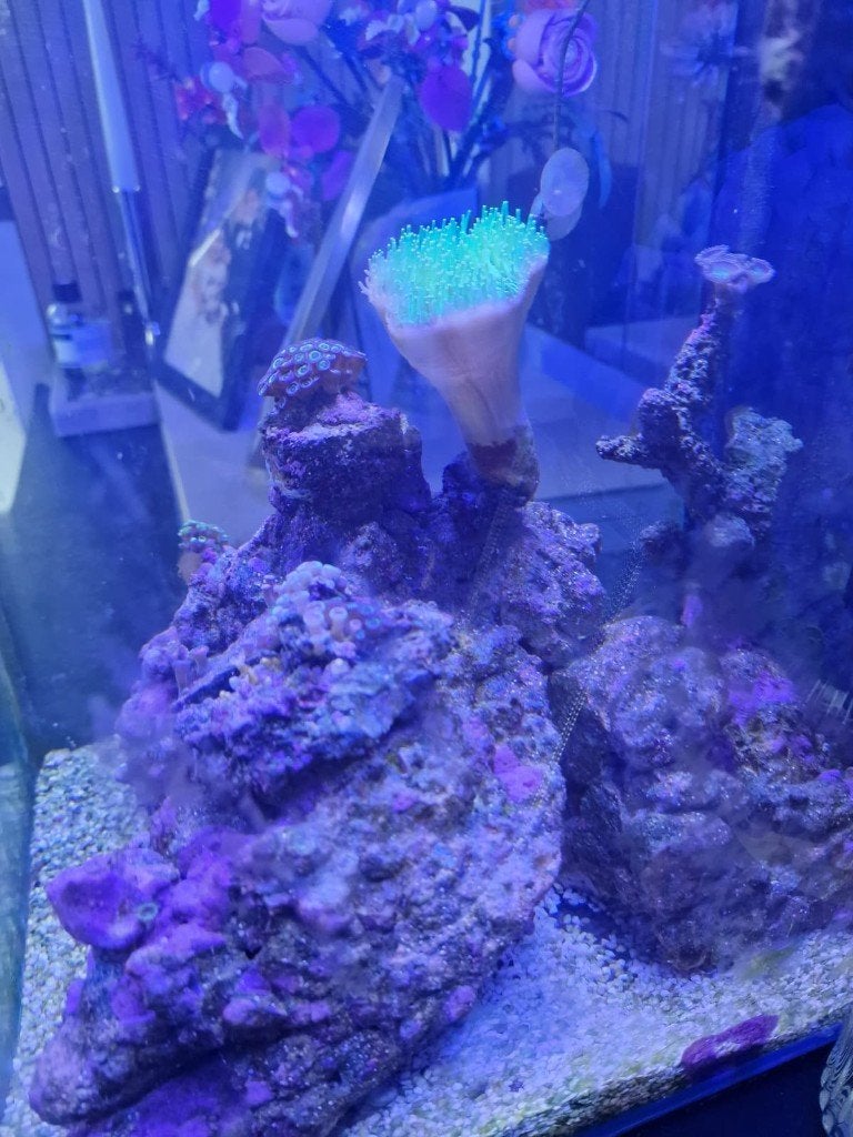 ZEE-AQUARIUM Compleet Blue Marine Reef 60 zeeaquarium, Dieren en Toebehoren, Ophalen, Gevuld zeewateraquarium, Gebruikt, Inclusief controller