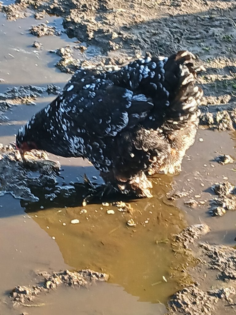 te koop jonge bramha kippen, Vrouwelijk, Kip