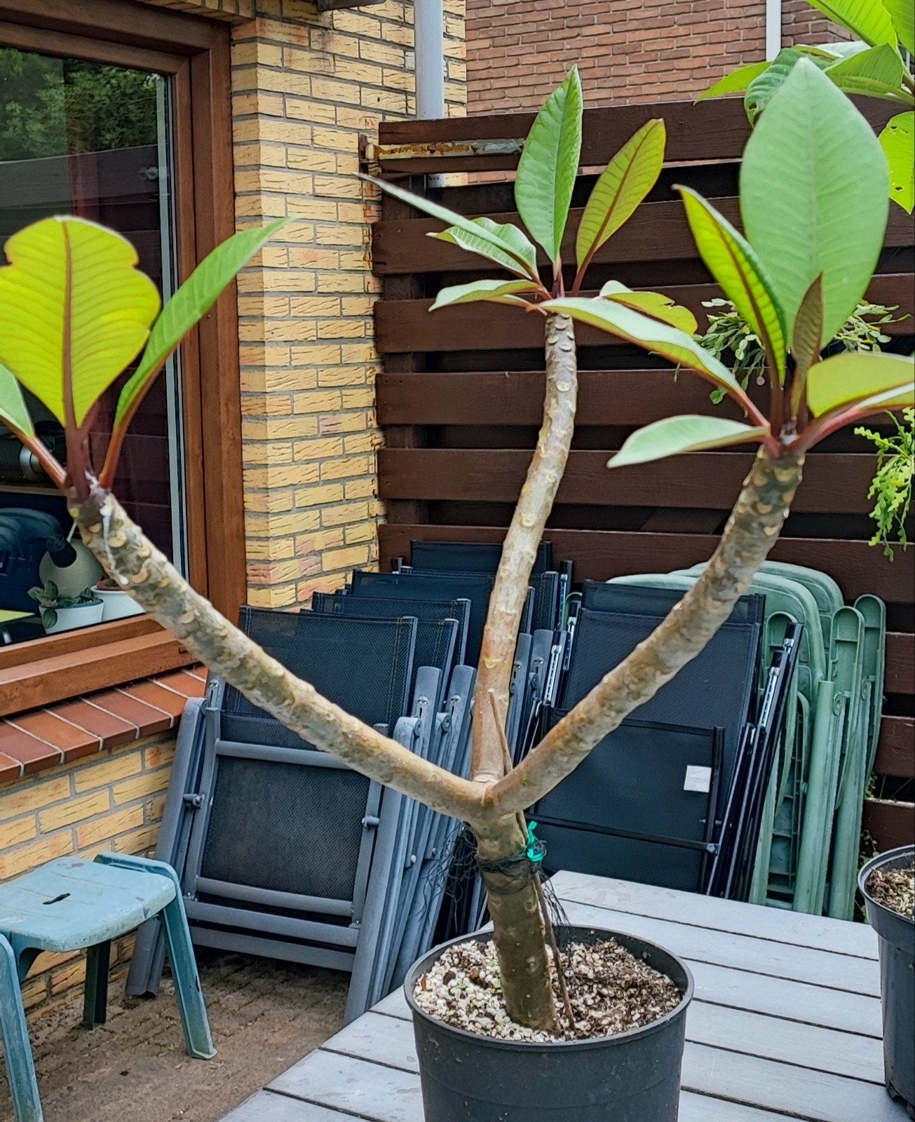 Vertakte plumeria, Ophalen, Volle zon, Overige soorten