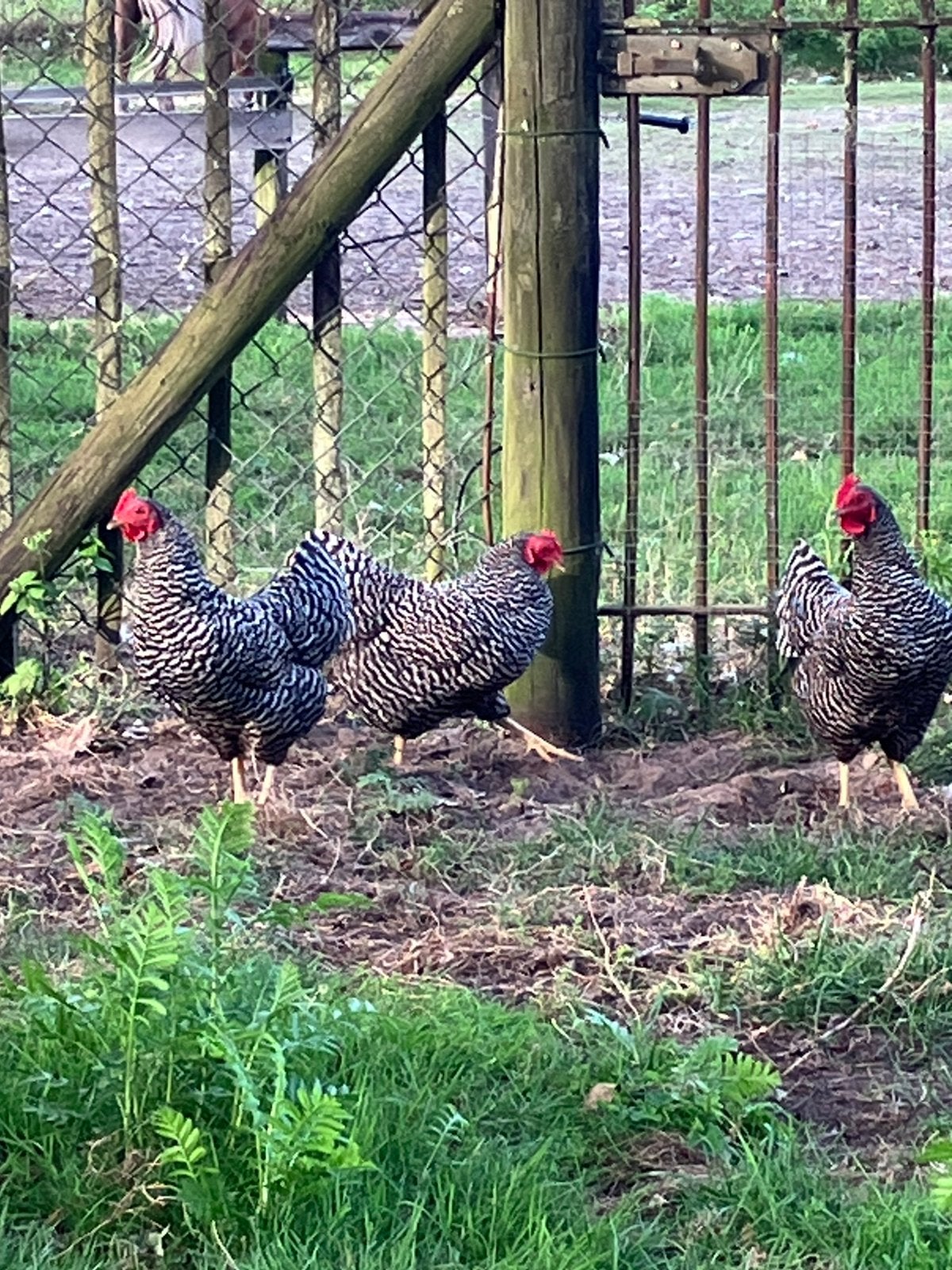 3 Amrock krielhennen, Vrouwelijk, Kip