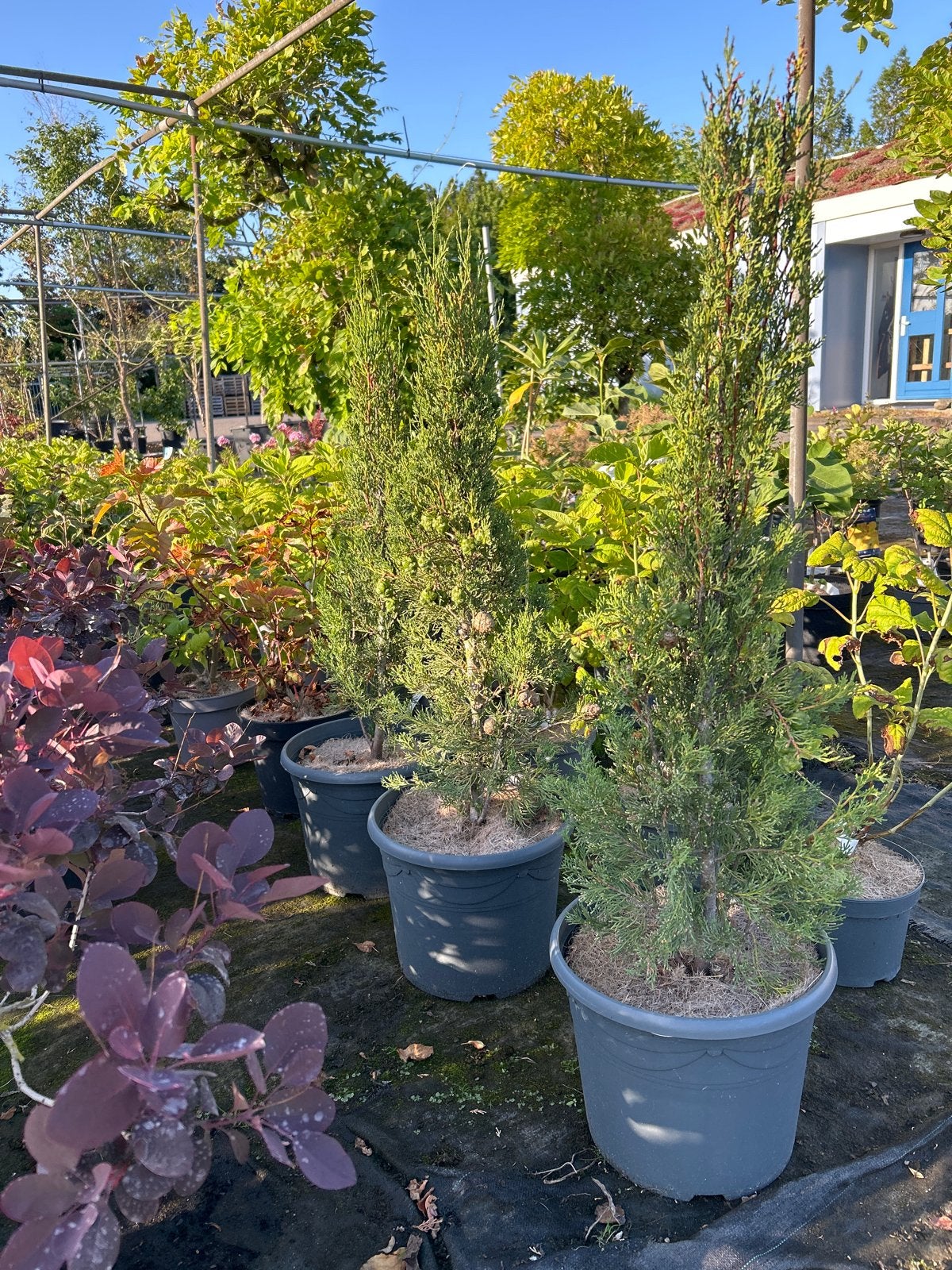 Italiaanse Cipres in 10 liter pot - Elegant en Winterhard, Tuin en Terras, Planten | Bomen, Bloeit niet, 100 tot 250 cm, Zuilboom