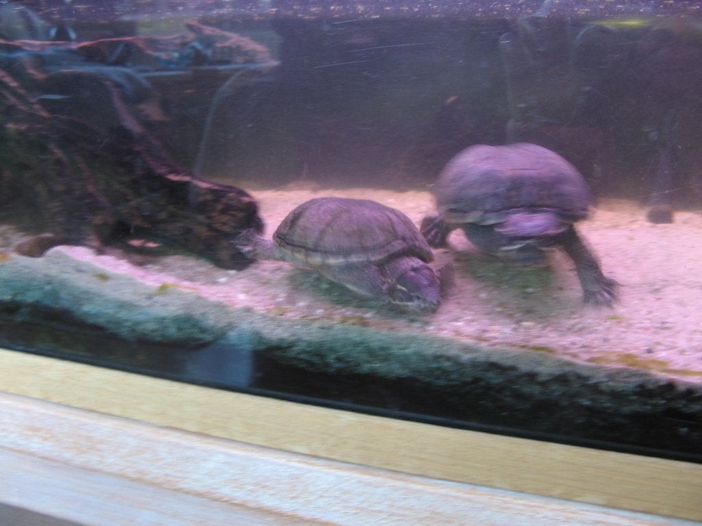 0-2 Sternotherus Odoratus(muskusschildpad), Dieren en Toebehoren, Schildpad, 7 tot 10 jaar