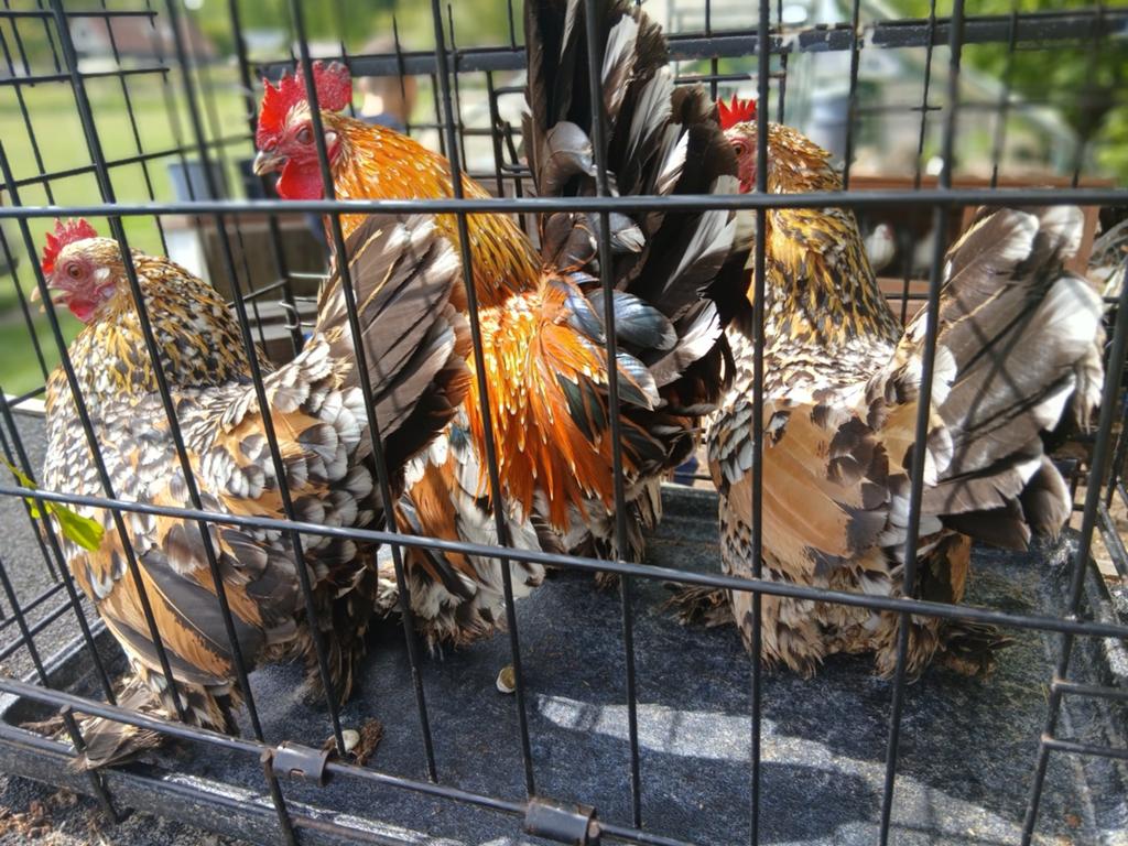 Sabelpootkriel, Dieren en Toebehoren, Pluimvee, Meerdere dieren, Kip