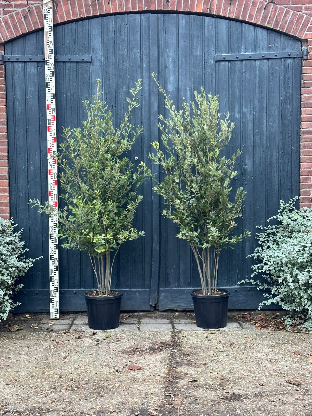 Meerstammige steeneik (quercus ilex) 150/175, Ophalen, Bloeit niet, Halfschaduw, Overige soorten
