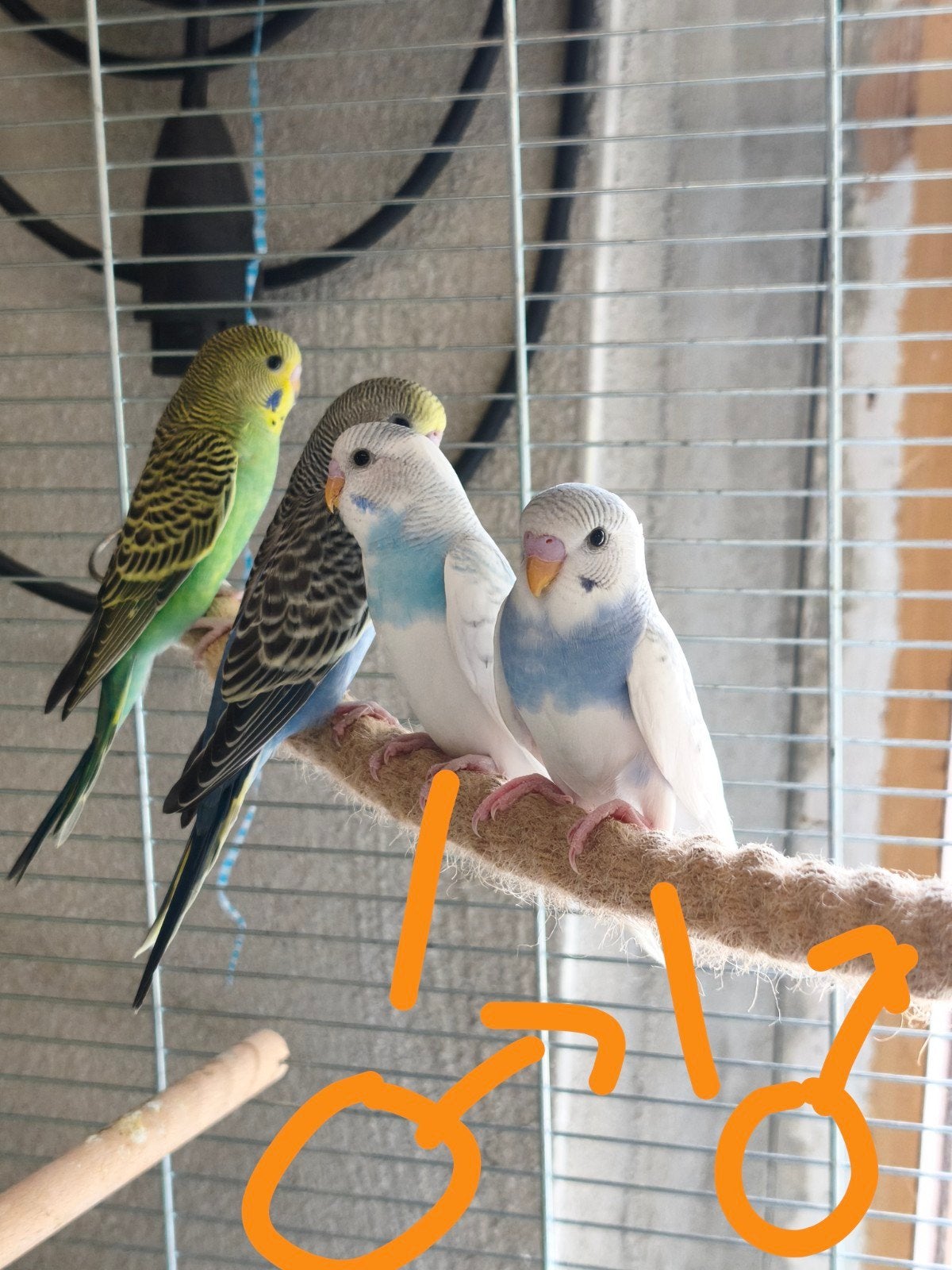 jonge grasparkieten te koop, Dieren en Toebehoren, Vogels | Parkieten en Papegaaien, Meerdere dieren, Parkiet