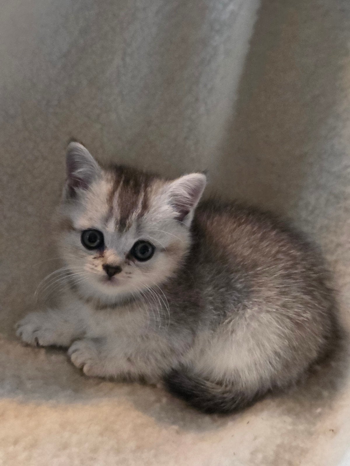 Britse korthaar kitten black golden shaded, Poes, Ontwormd