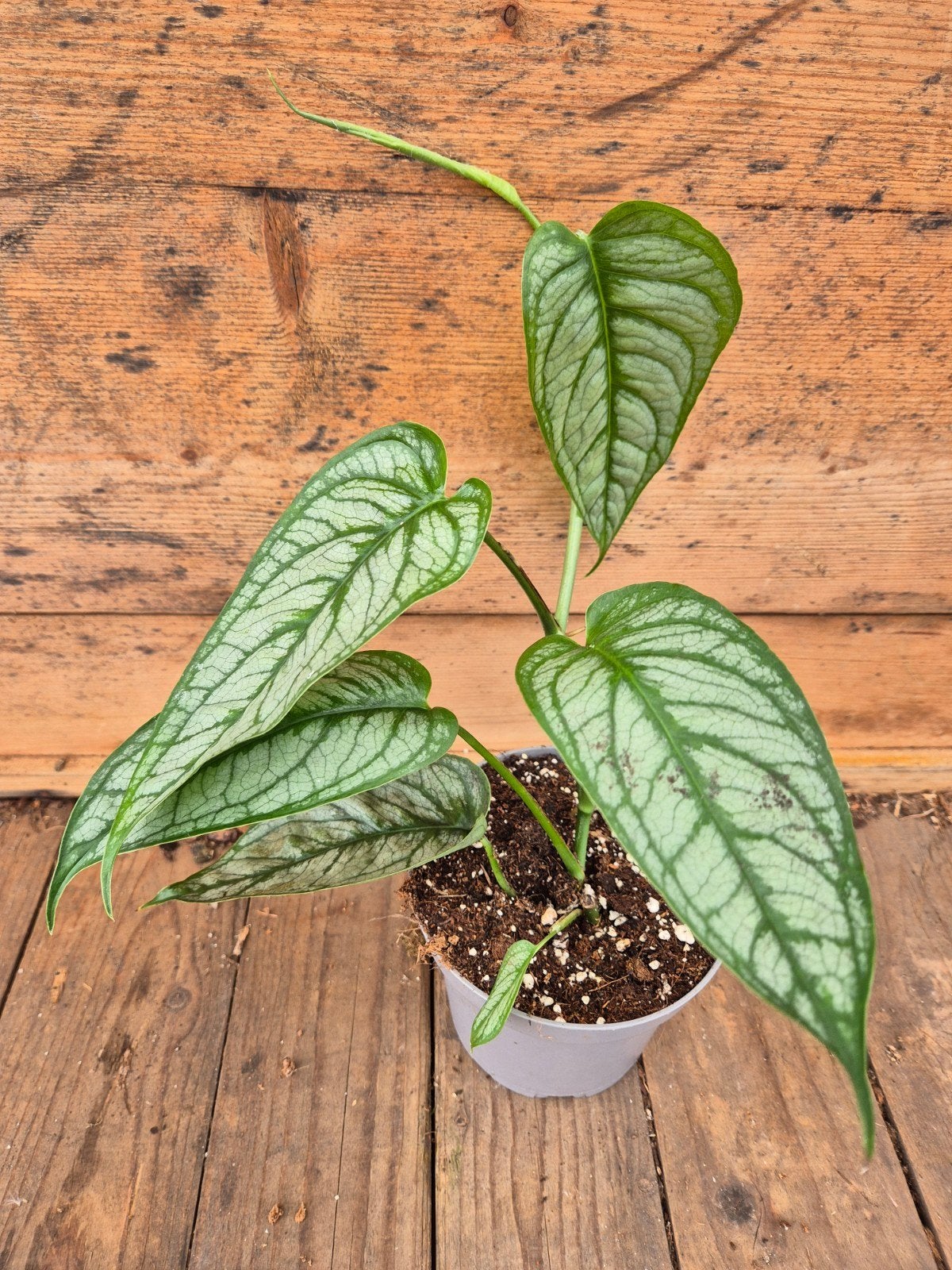 Monstera Siltepecana El Salvador p12 (2), Huis en Inrichting, Ophalen of Verzenden, Halfschaduw, Minder dan 100 cm