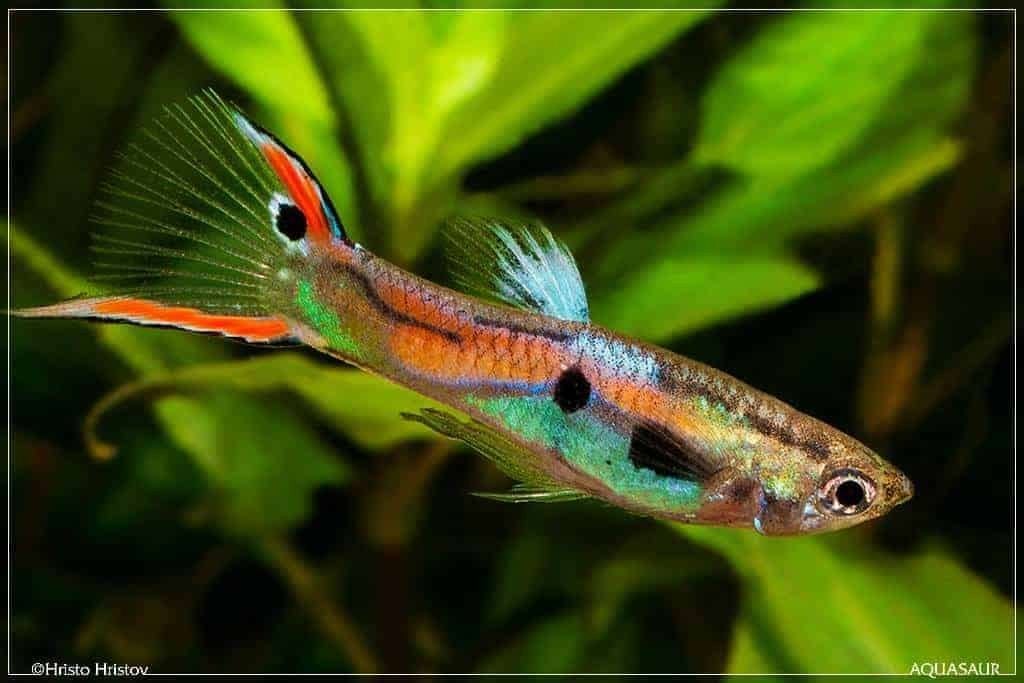 Endler Guppies, Dieren en Toebehoren, Vis