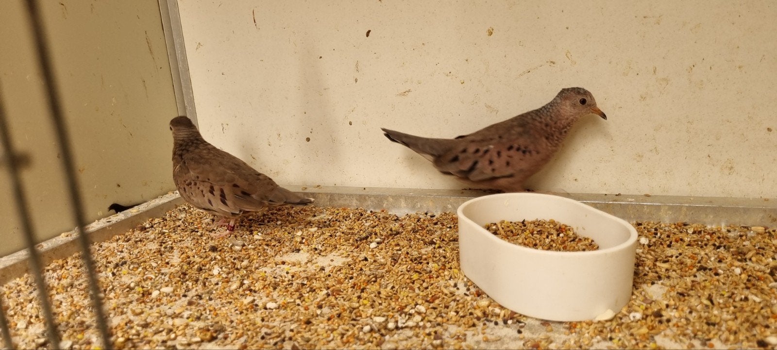 Musduifje koppel, Meerdere dieren, Overige soorten