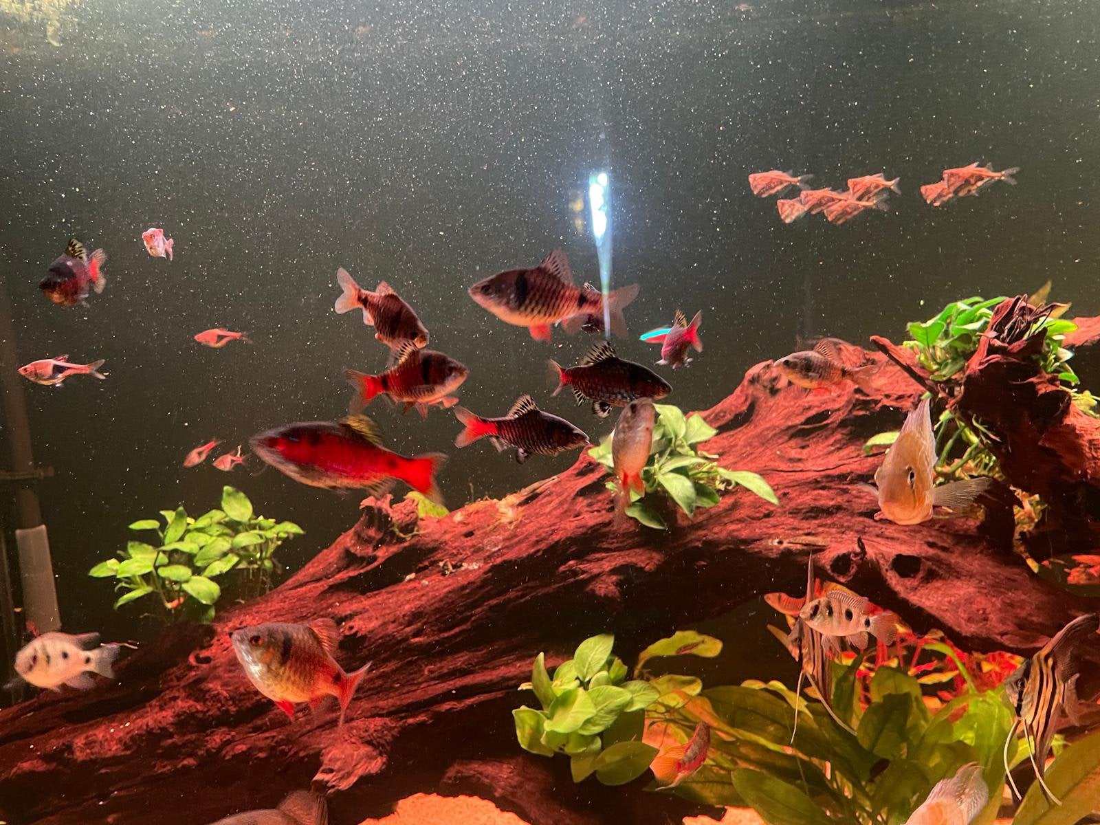 Odessa barbelen, Dieren en Toebehoren, Vis, Zoetwatervis, Schoolvis