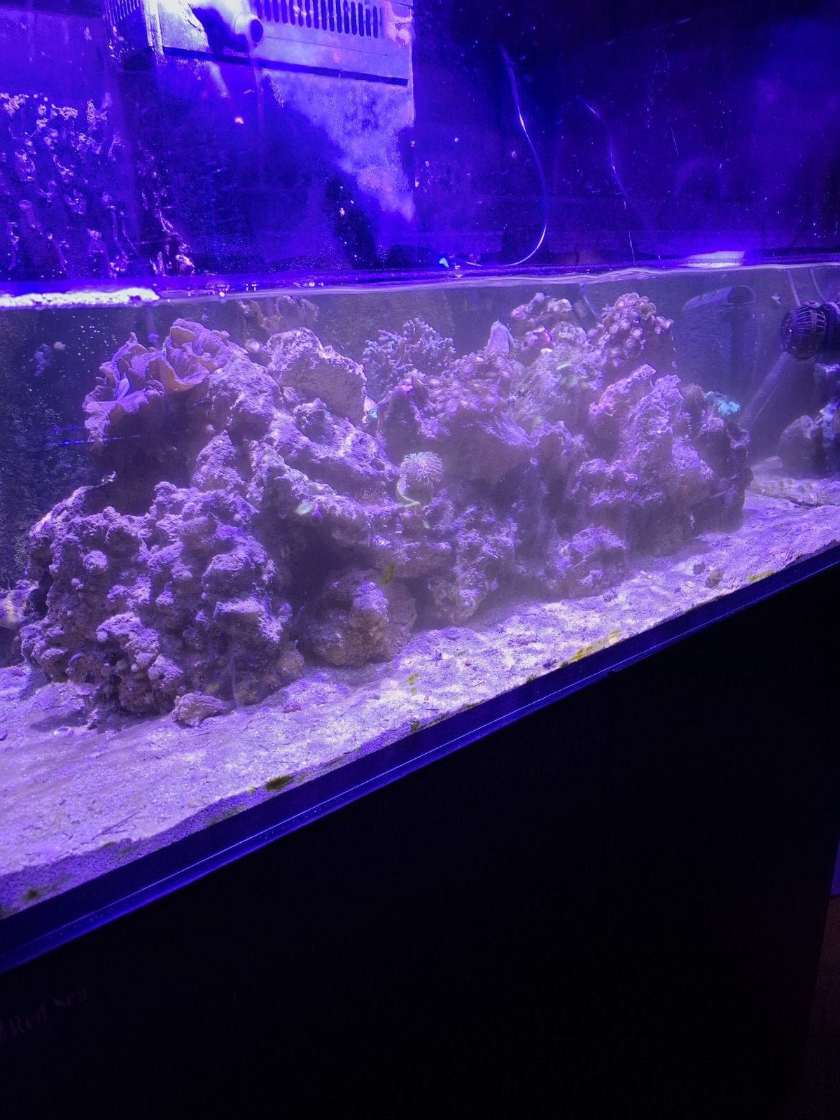 levend steen (zeeaquarium), Ophalen, Plant(en), Steen of Hout