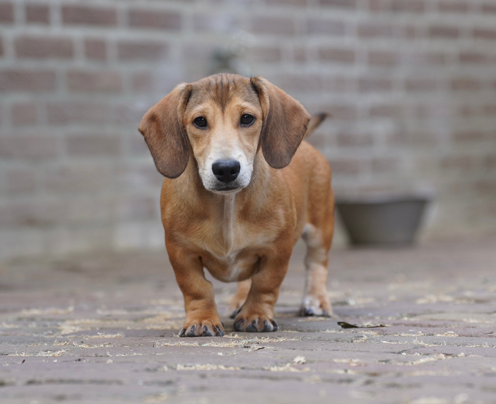 Kortharige Dwergteckel pup reu | Teckel, Parvo, Nederland, 15 weken tot 1 jaar, Reu