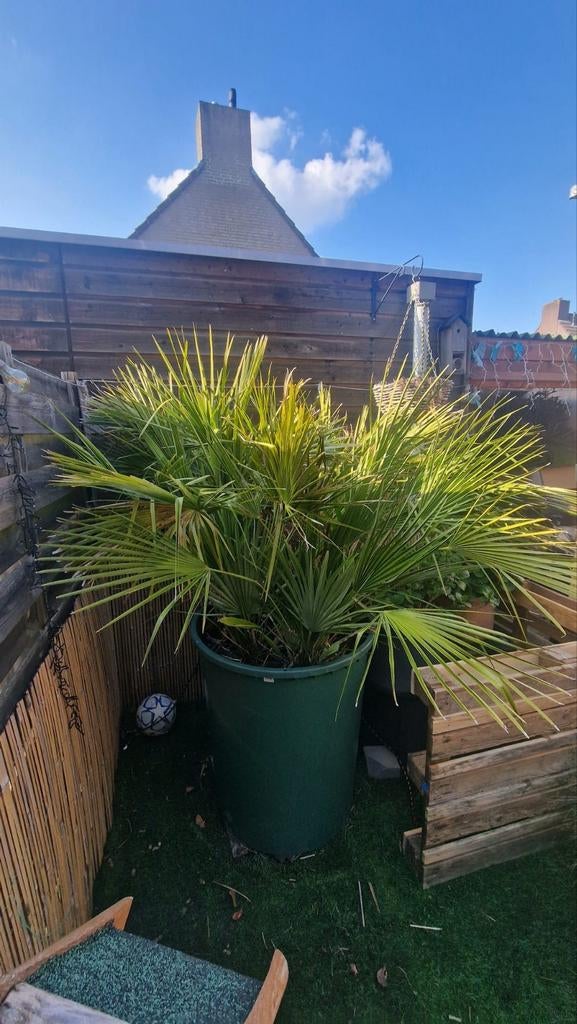 Chamaerops humilis palm met bak, Volle zon, Vaste plant, Bloeit niet, Ophalen