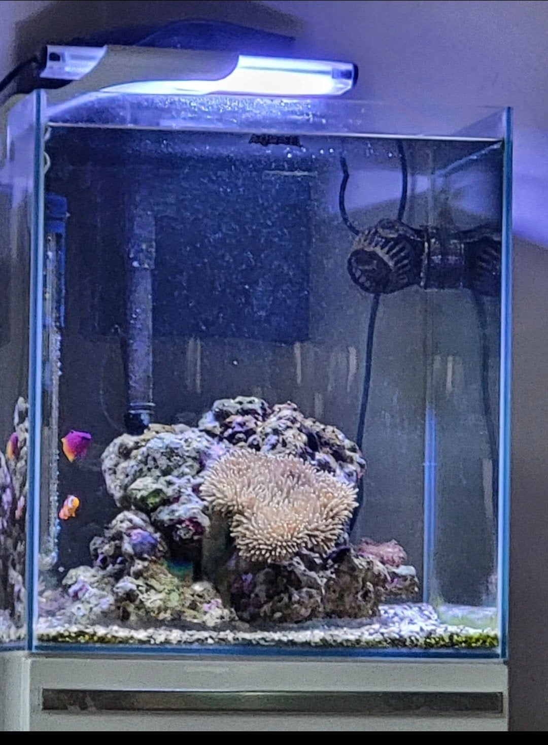 zeeaquarium met meubel, Ophalen, Leeg aquarium