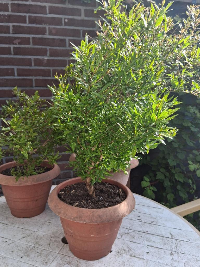 granaatappelboom in pot, Overige soorten, Minder dan 100 cm, Zomer, Ophalen