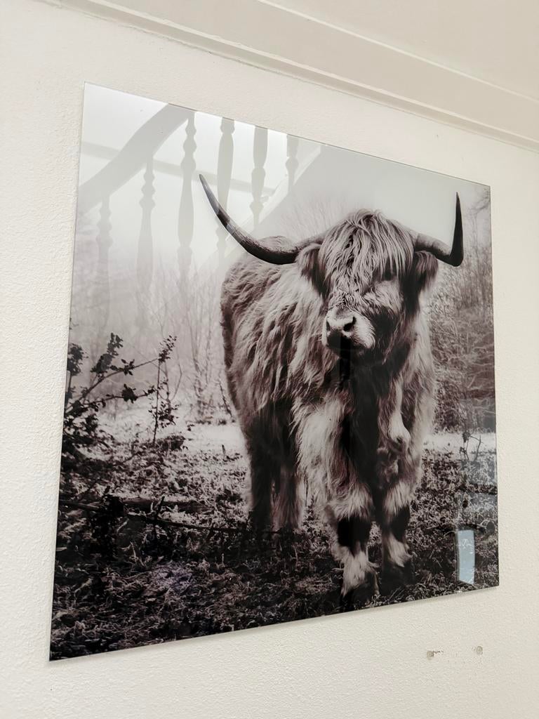 Glasfoto Schotse Hooglander - Zwart-wit, Ophalen, 50 tot 75 cm, Zo goed als nieuw, 75 tot 100 cm
