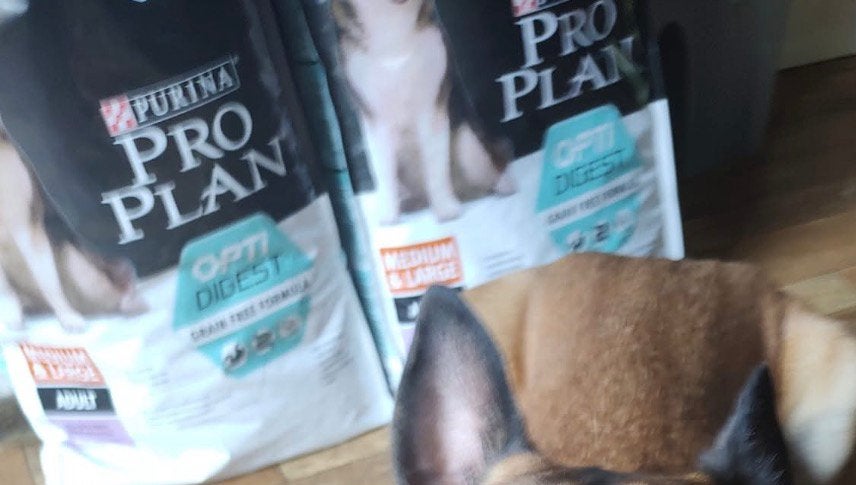 Grote ongeopende zakken Pro Plan brokken voor je hond!, Dieren en Toebehoren, Ophalen, Hond