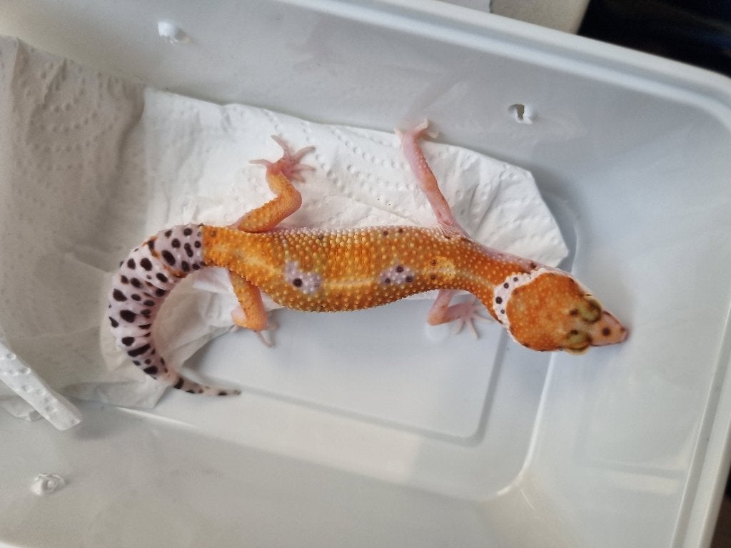 0.1 purple head x w&y bell albino luipaardgekko Leopard Gecko photo 2