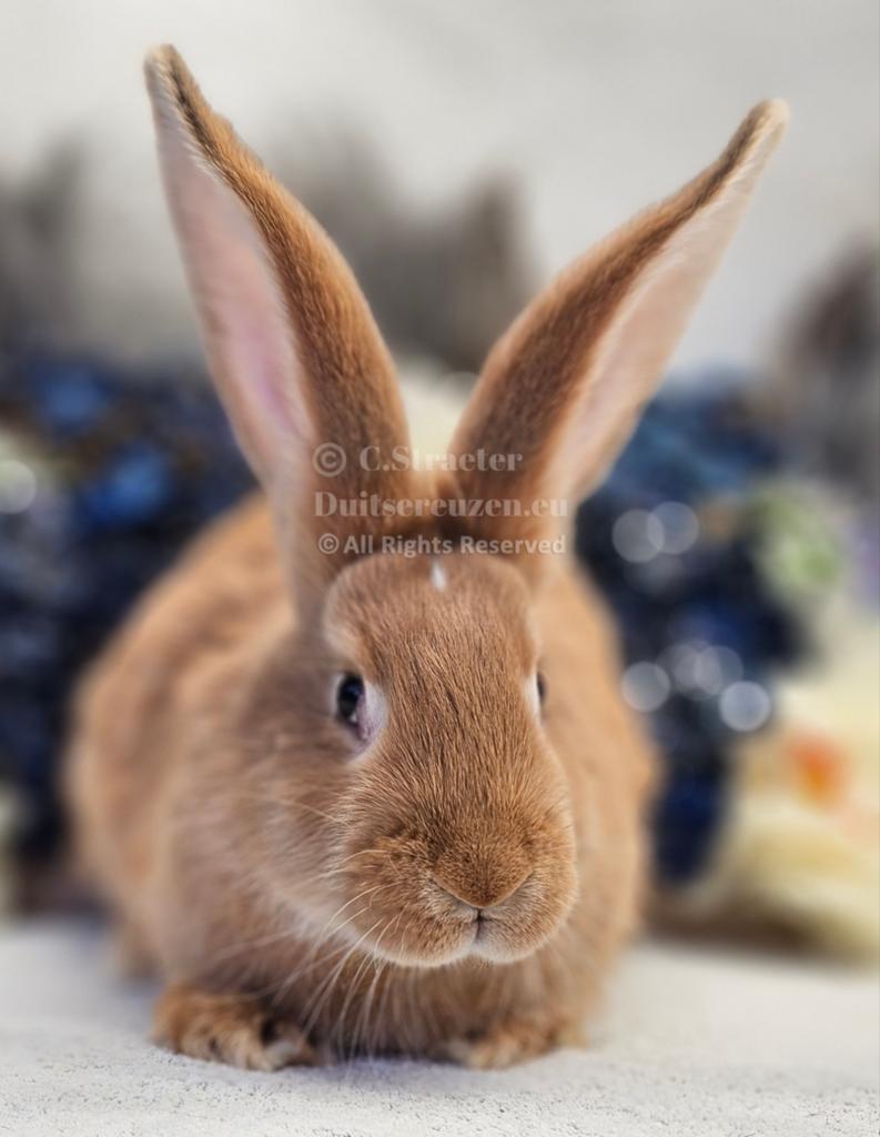 De ECHTE Duitse reuzen Rambo junior bloedlijn., Dieren en Toebehoren, Konijnen, Meerdere dieren, Groot, 0 tot 2 jaar