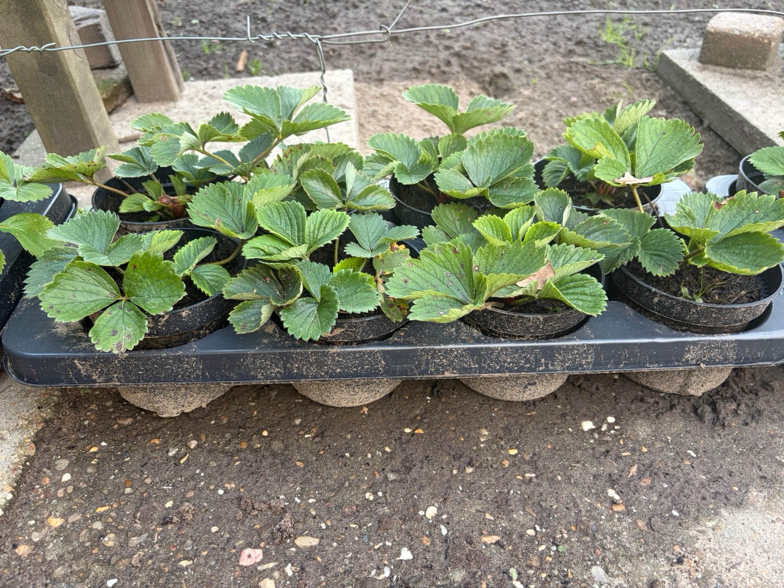 Aardbeien planten, Ophalen, Volle zon, Vaste plant, Fruitplanten