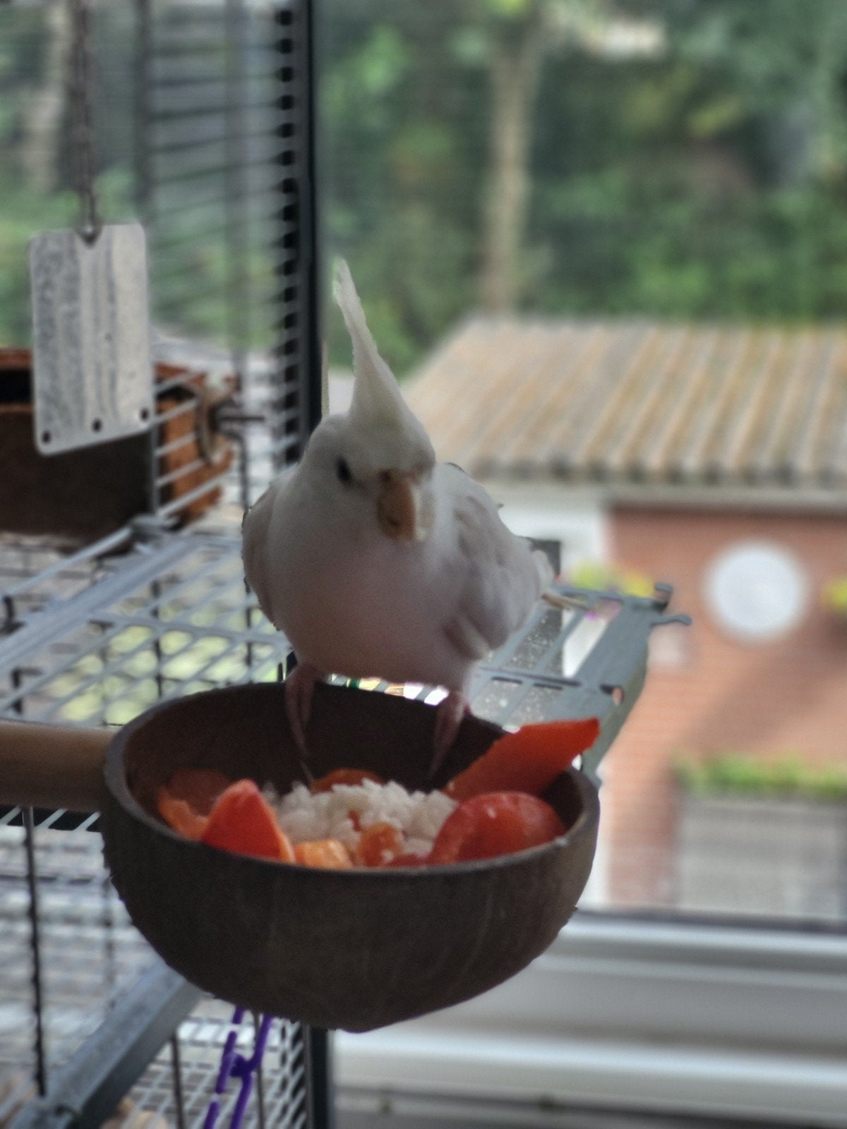 Witte valkparkiet mannetje, 2 jaar  lees beschrijving, Dieren en Toebehoren, Mannelijk, Tam