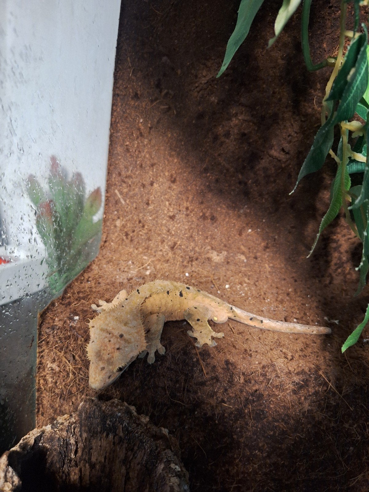 Knappe wimpergekko man Crested Gecko - male for sale from des