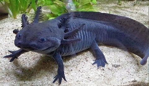 2 axolotl zwart, Overige typen, Zoetwatervis