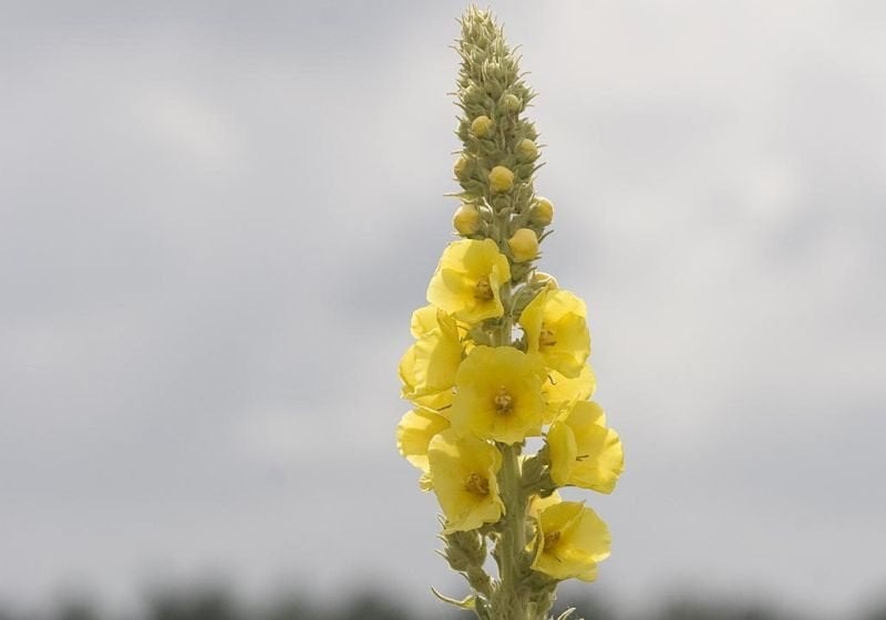 Toorts, Bodembedekkers, Volle zon, Vaste plant, Ophalen of Verzenden