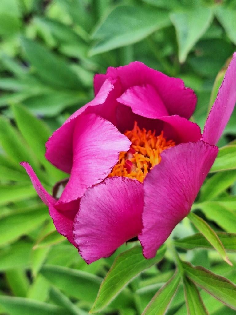 Prachtig pioenroos vaste plant, Tuin en Terras, Planten | Tuinplanten, Overige soorten, Vaste plant, Ophalen of Verzenden, Halfschaduw