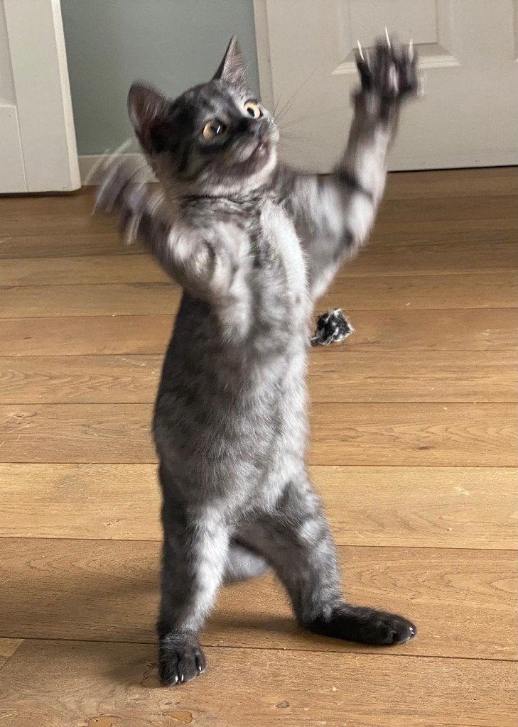 Russisch blauw en Brits korthaar Unique kitten, Poes, Ontwormd, 0 tot 2 jaar