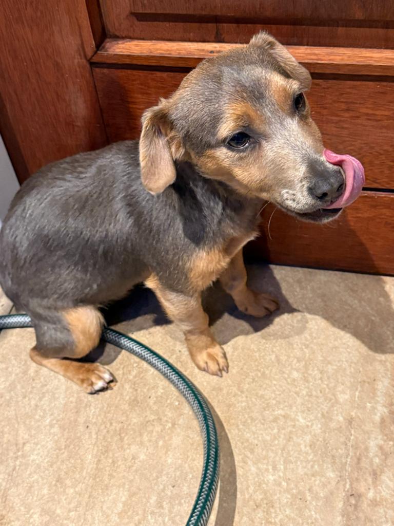 Jack russel pups, Teef, Parvo, Meerdere, Nederland