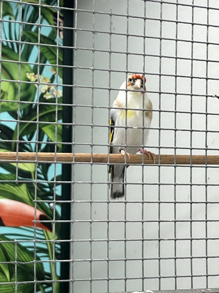 Major koppels, Dieren en Toebehoren, Meerdere dieren, Wildzangvogel
