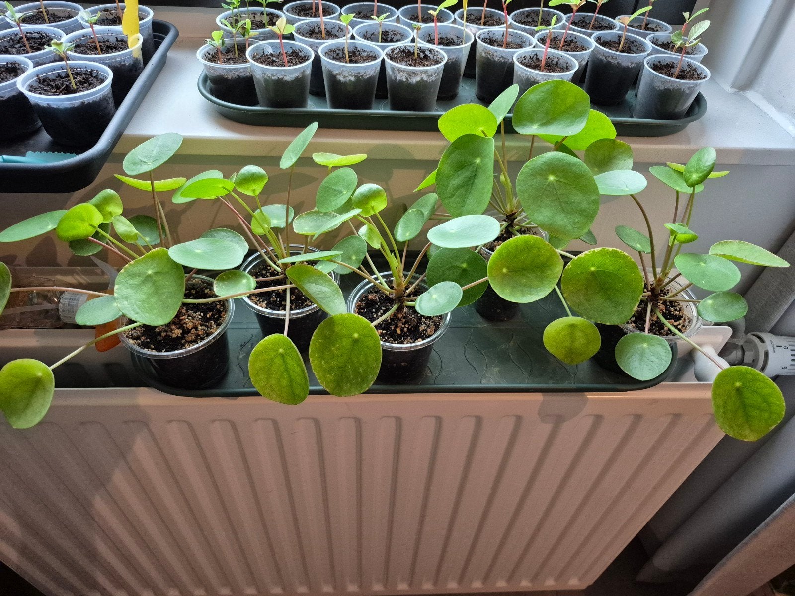 Pannenkoek plant stekjes, Ophalen, Halfschaduw, Minder dan 100 cm