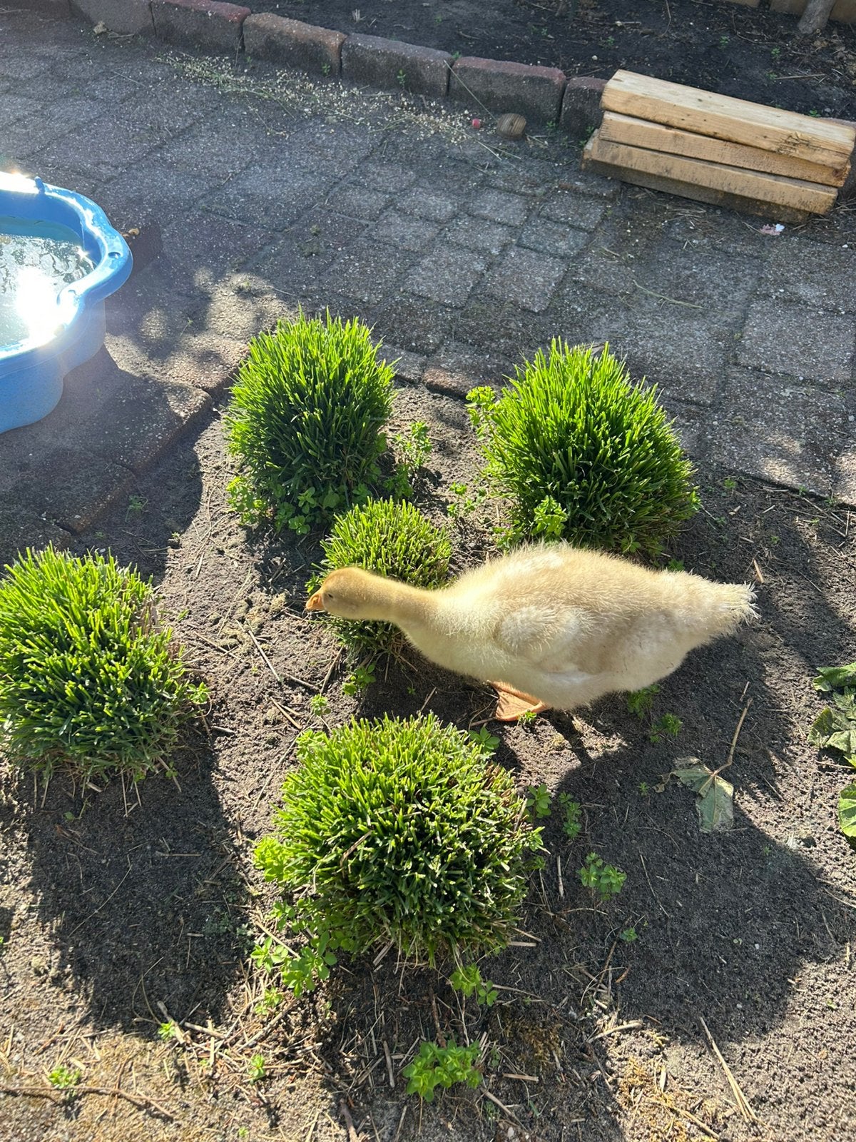 ganzen, Geslacht onbekend, Gans of Zwaan