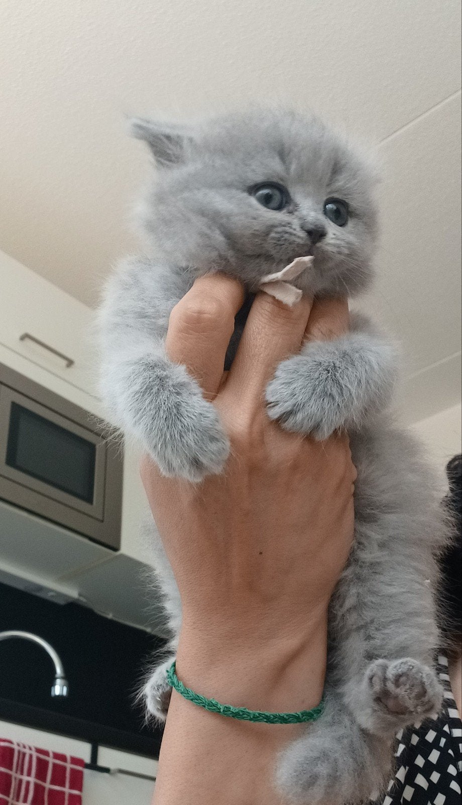 Prachtige Britse Korthaar kittens, Ontwormd, 0 tot 2 jaar