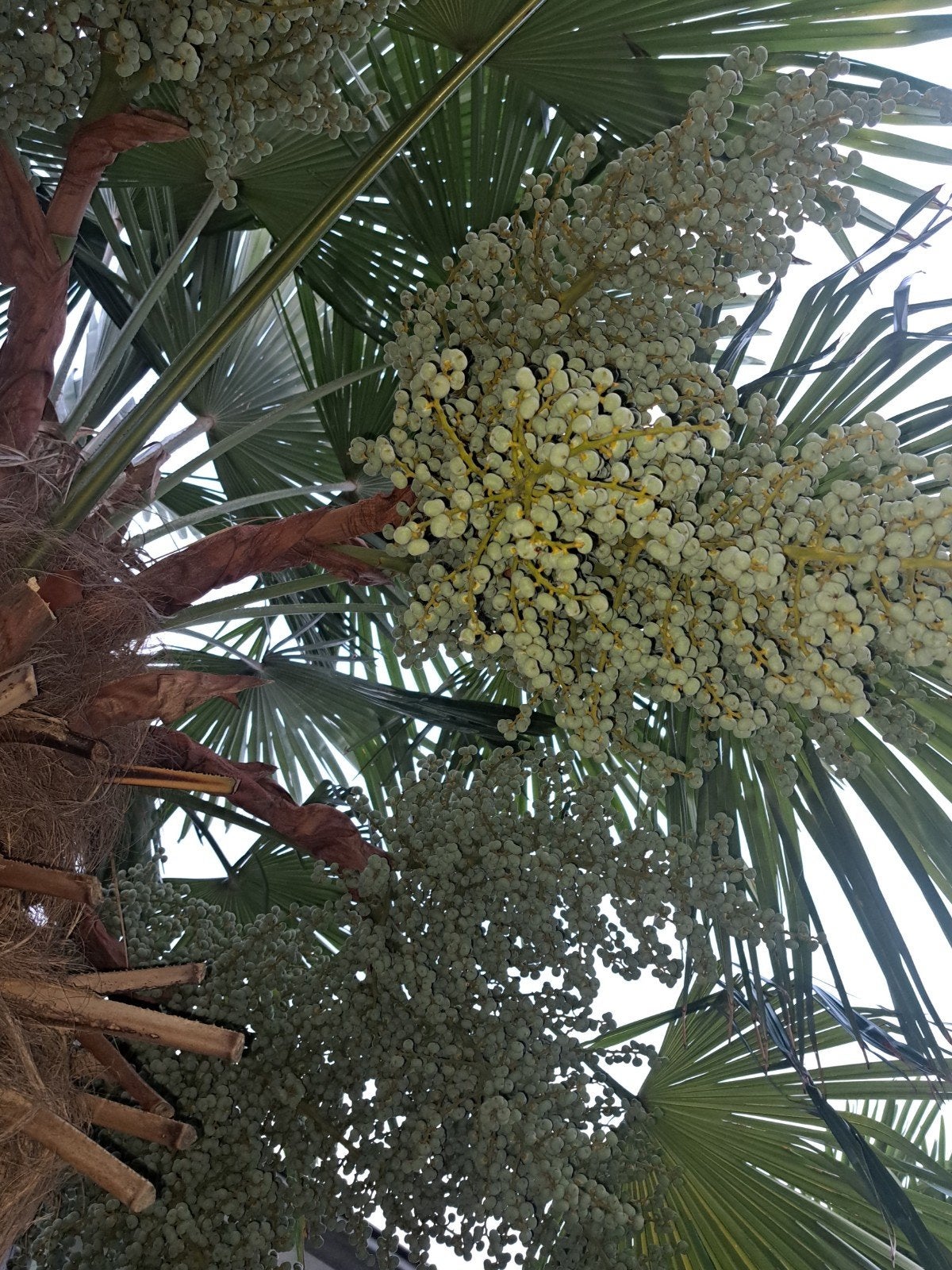 Verse dadeltakken - Decoratief en uniek, Ophalen, Overige soorten, Volle zon