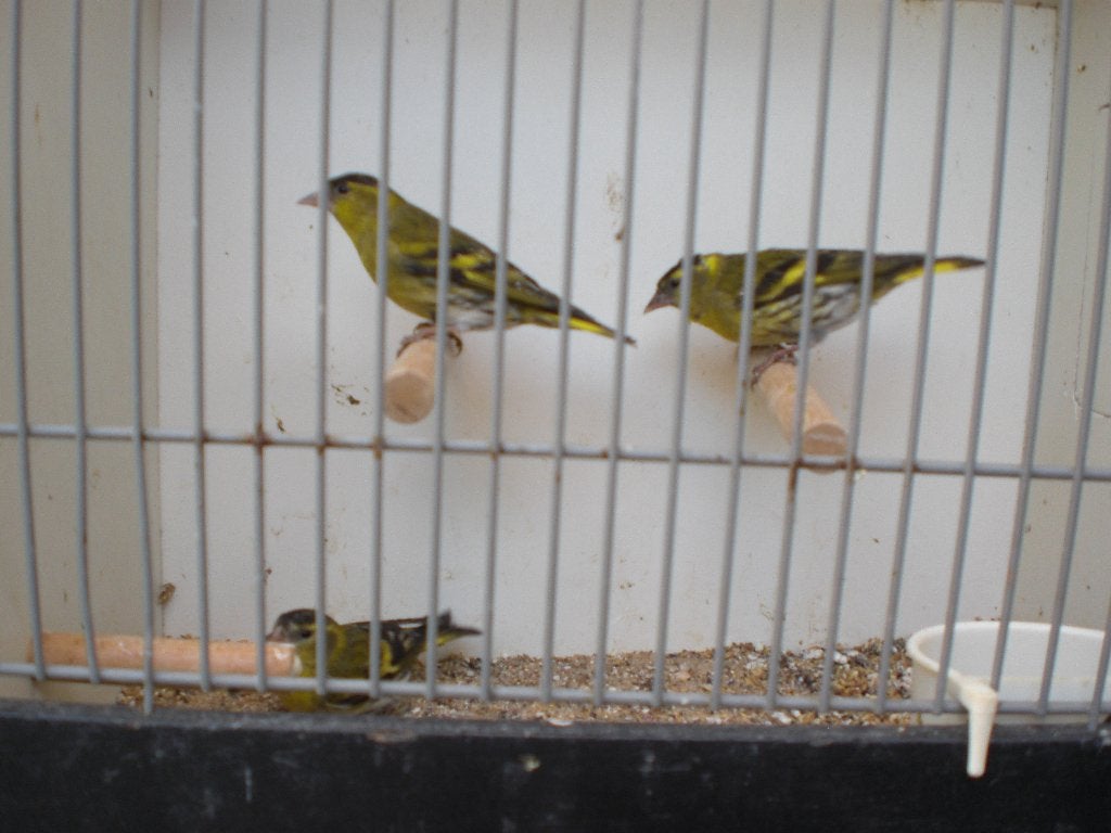 vogelbeurs vlaardingen, Meerdere dieren, Tropenvogel