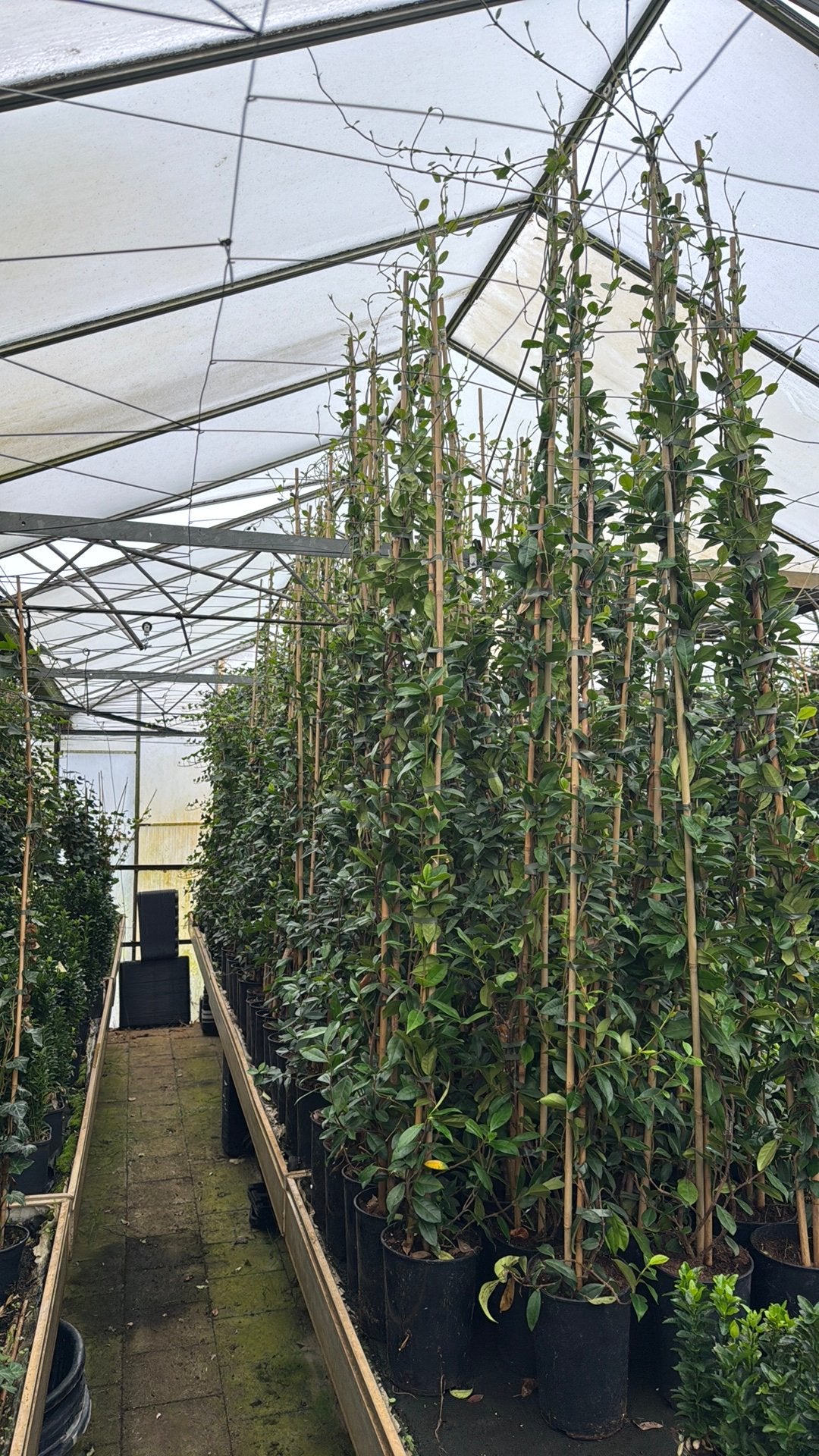 Hedera Hibernica 20/40 t/m 250/300 cm reserveer op tijd, Ophalen, Overige soorten, 100 tot 250 cm