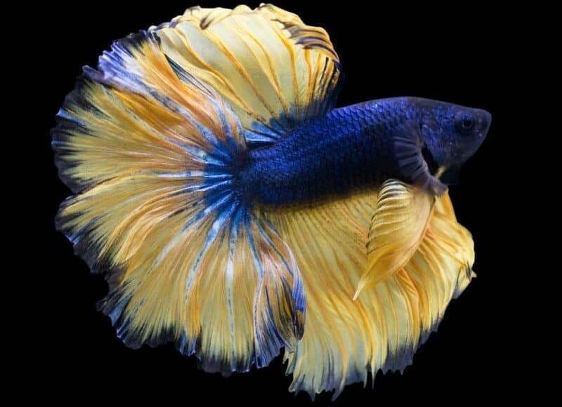 Betta man - Blue Mustard - Koidream Valburg