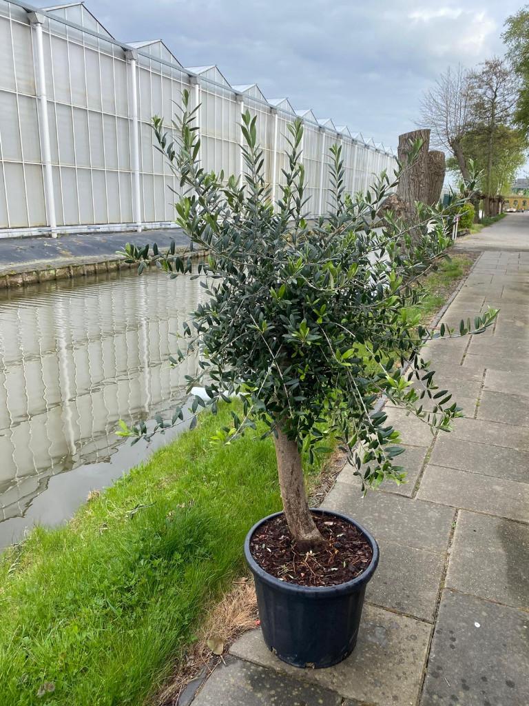 Leuke weelderige olijfboom mediterrane pracht voor in tuin., Bloeit niet, 100 tot 250 cm, Olijfboom, Ophalen