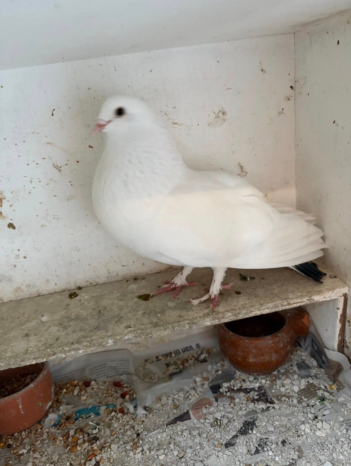 Kropper/Duif, Dieren en Toebehoren, Vogels | Duiven, Vrouwelijk, Kropper