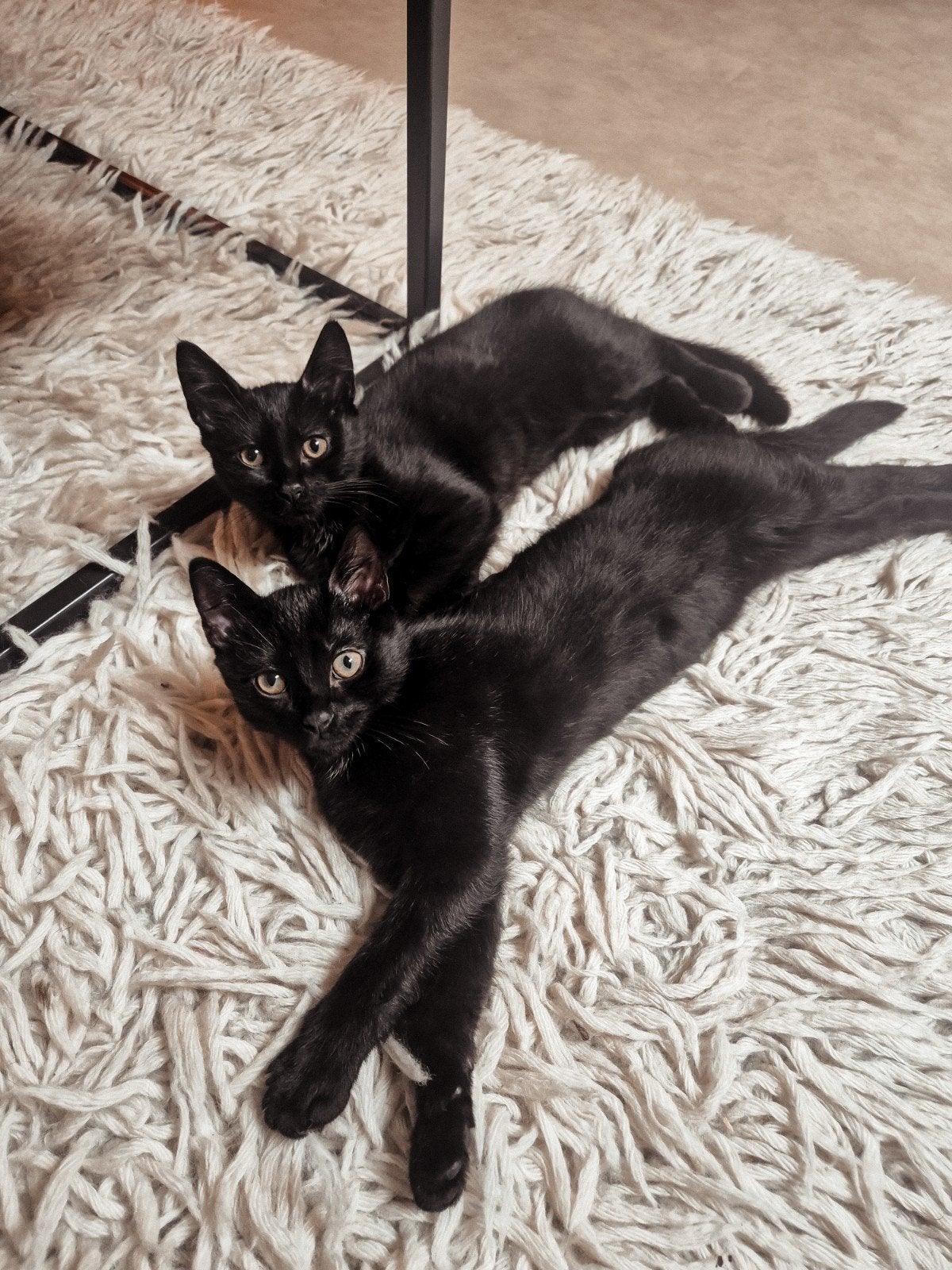Kittens donkerbruin - Maine Coon X Brits halflang X Eu, Meerdere dieren