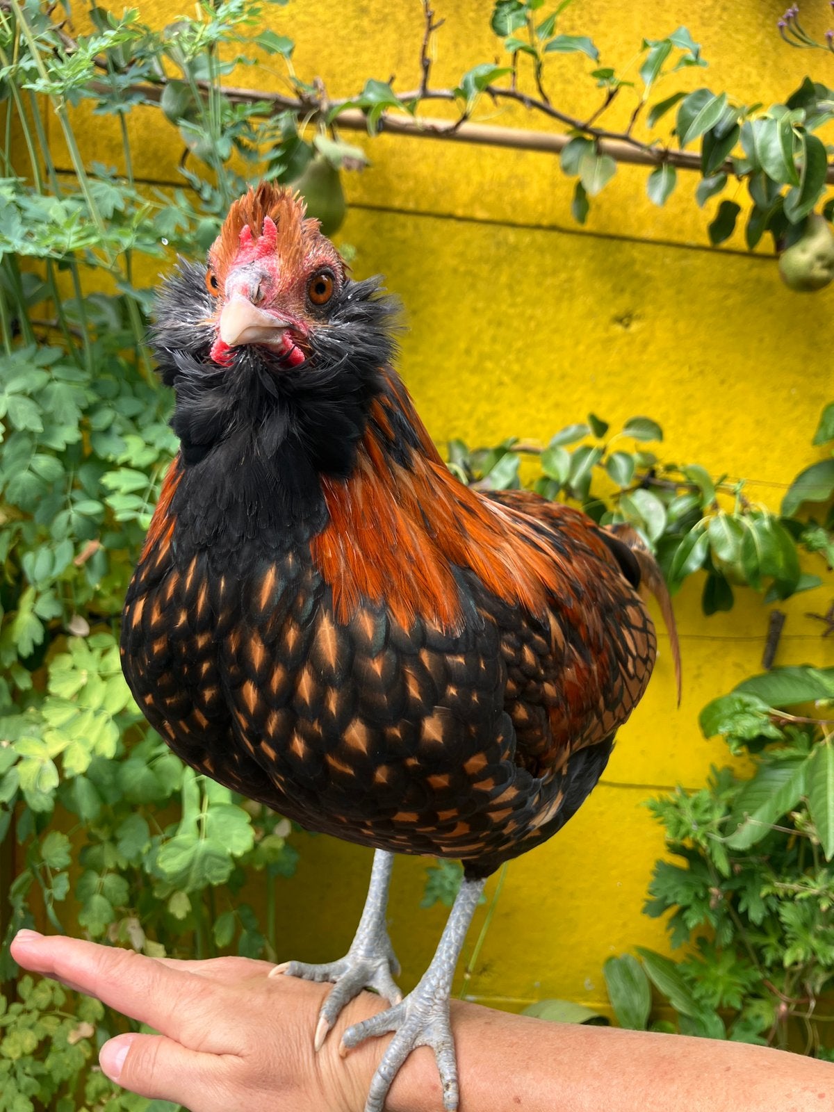 Handtamme jonge haan Hollandse Uilebaard, Dieren en Toebehoren, Mannelijk, Kip