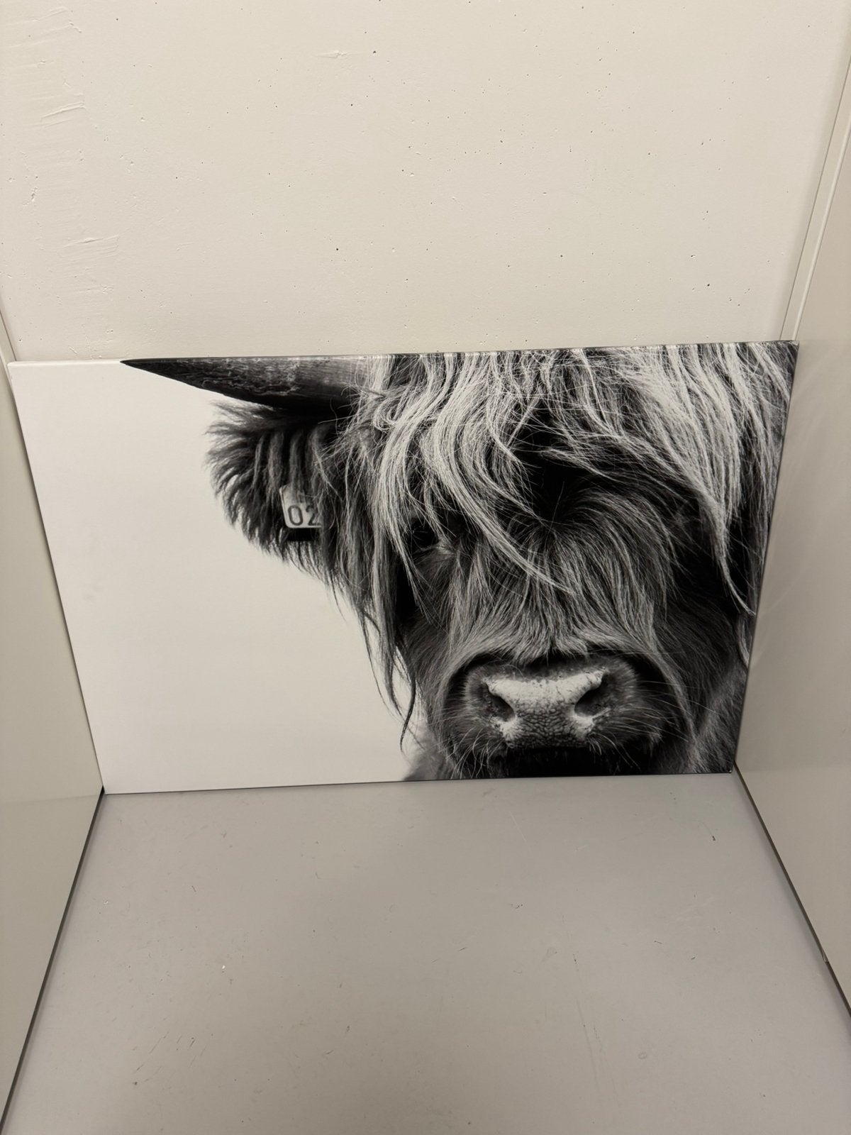 Portret Schotse Hooglander zwart-wit, Ophalen, Portret