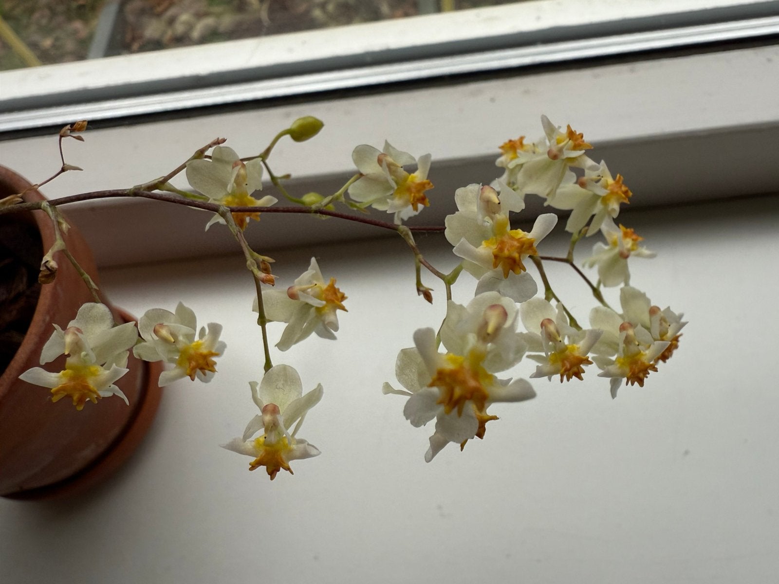 Oncidium twinkel, Ophalen, Overige soorten, Volle zon