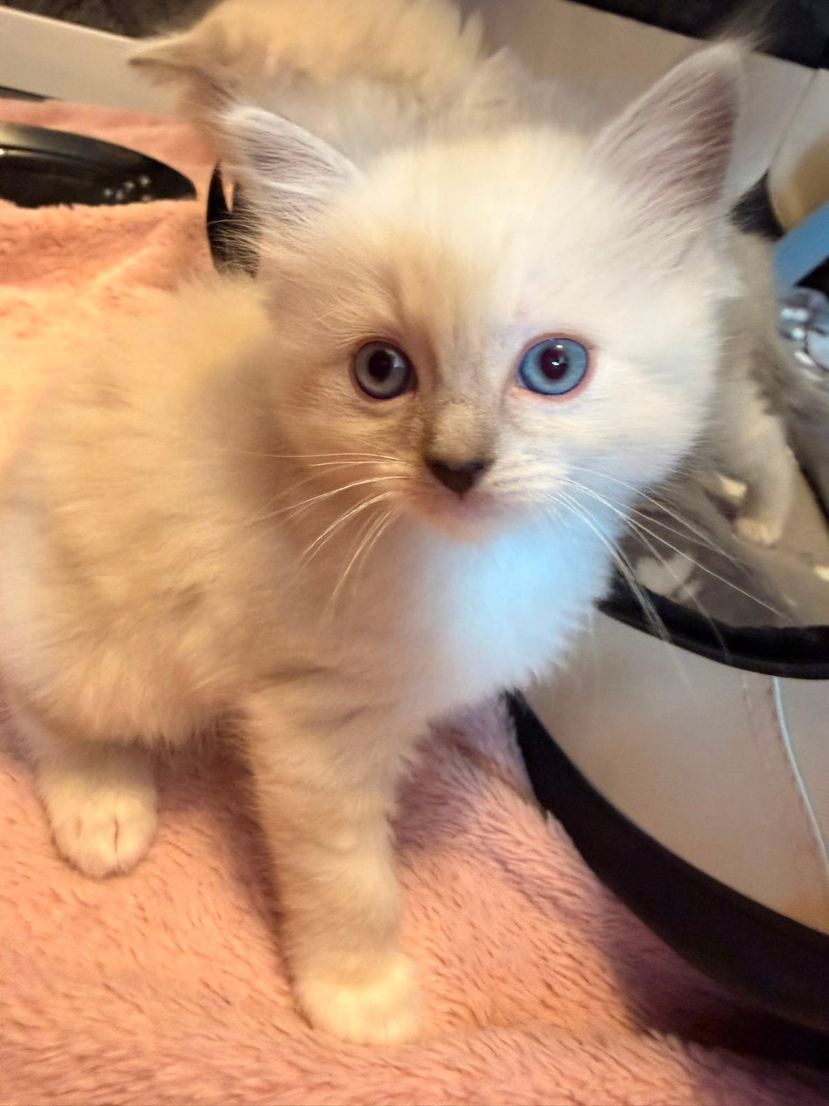 Ragdoll kitens, Dieren en Toebehoren, Katten en Kittens | Overige Katten, Poes, Langharig, 0 tot 2 jaar