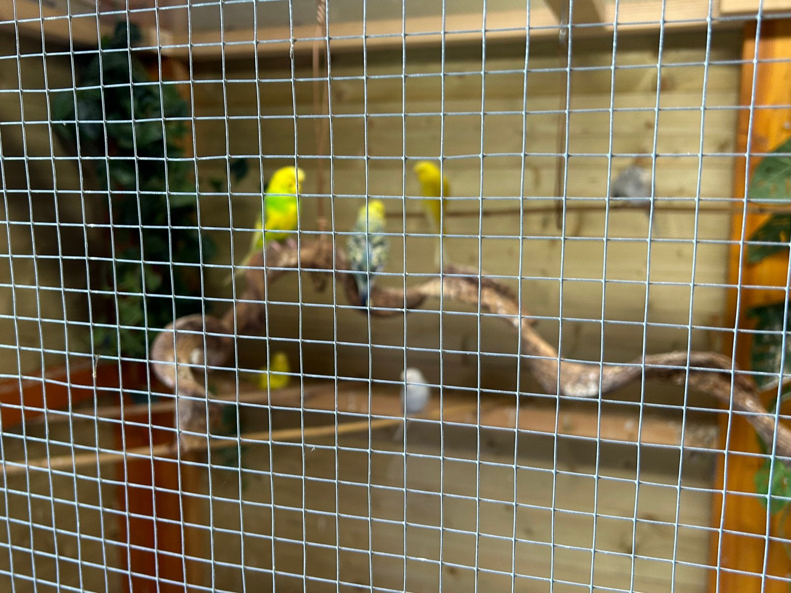 Te koop 6x grasparkiet, Dieren en Toebehoren, Meerdere dieren, Parkiet