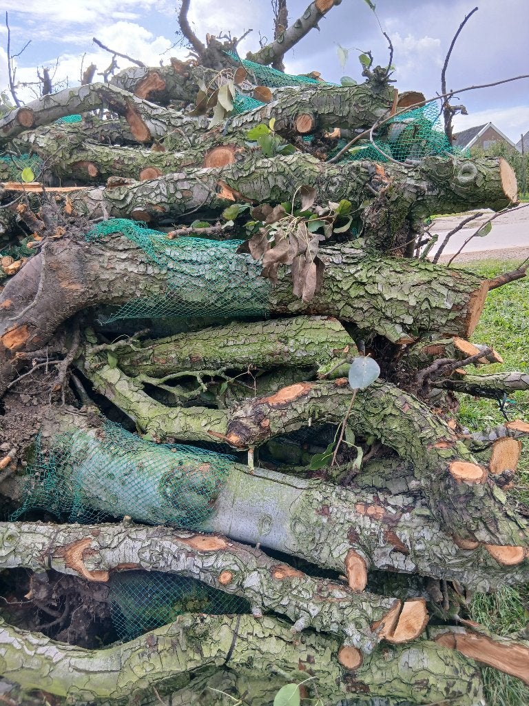 Haardhout van perenbomen, 6 m³ of meer, Ophalen, Overige houtsoorten, Stammen